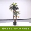 Agave à feuilles épaisses à deux tiges - 150cm