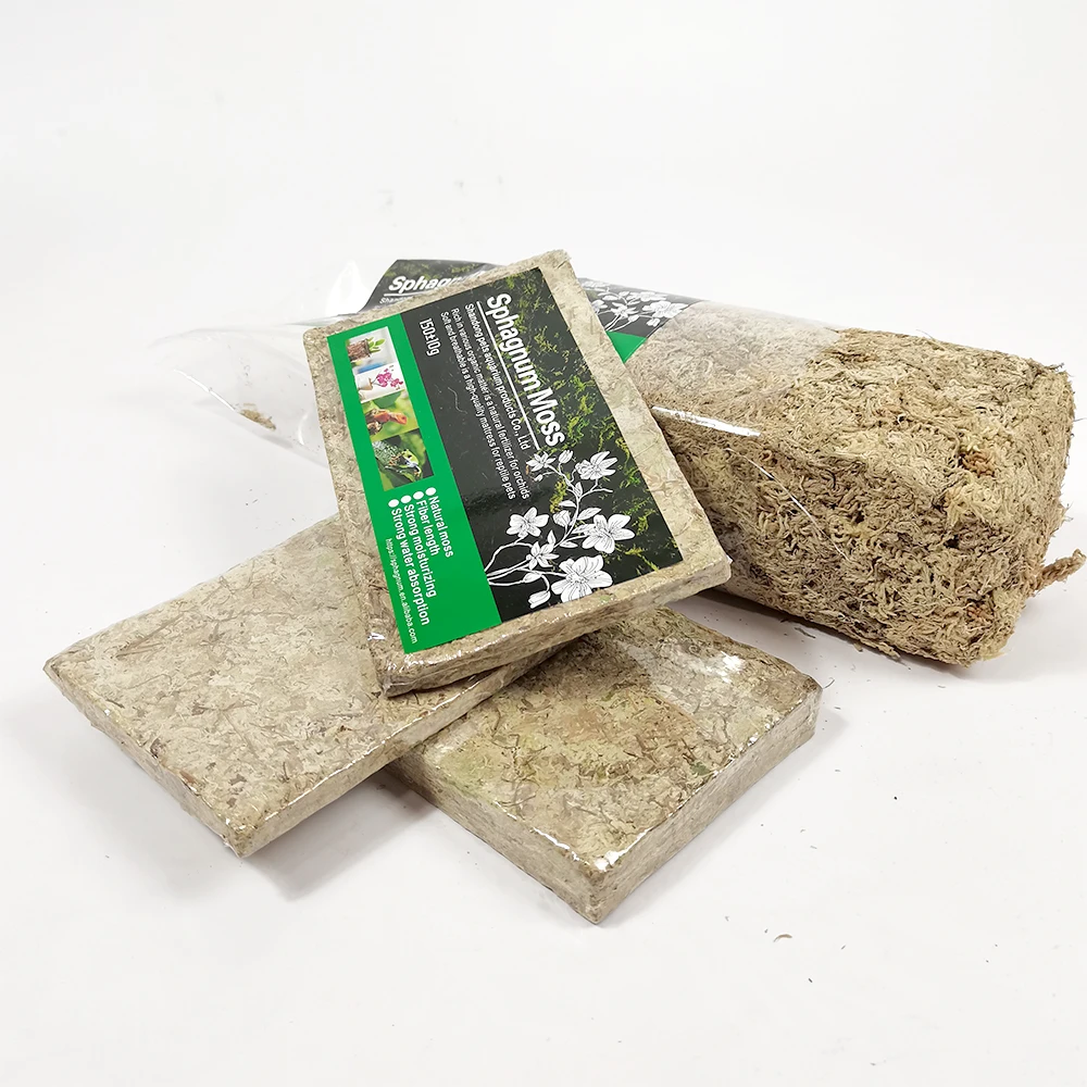 Oem Custom Lichen Dried Natural Preserved Wholesale Peat Moss Green