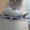 30 cm shark