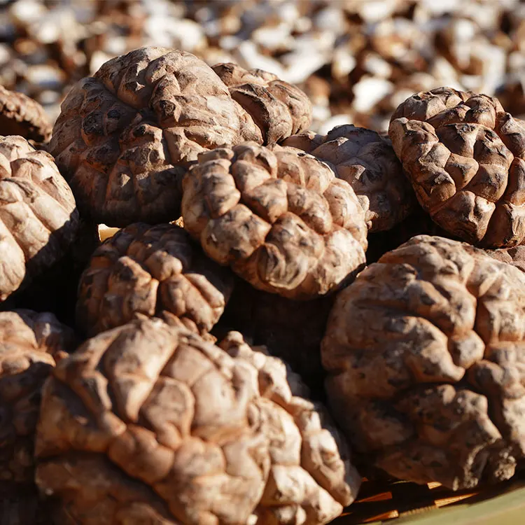 2-3cm hot sale fresh big round shitake mushrooms