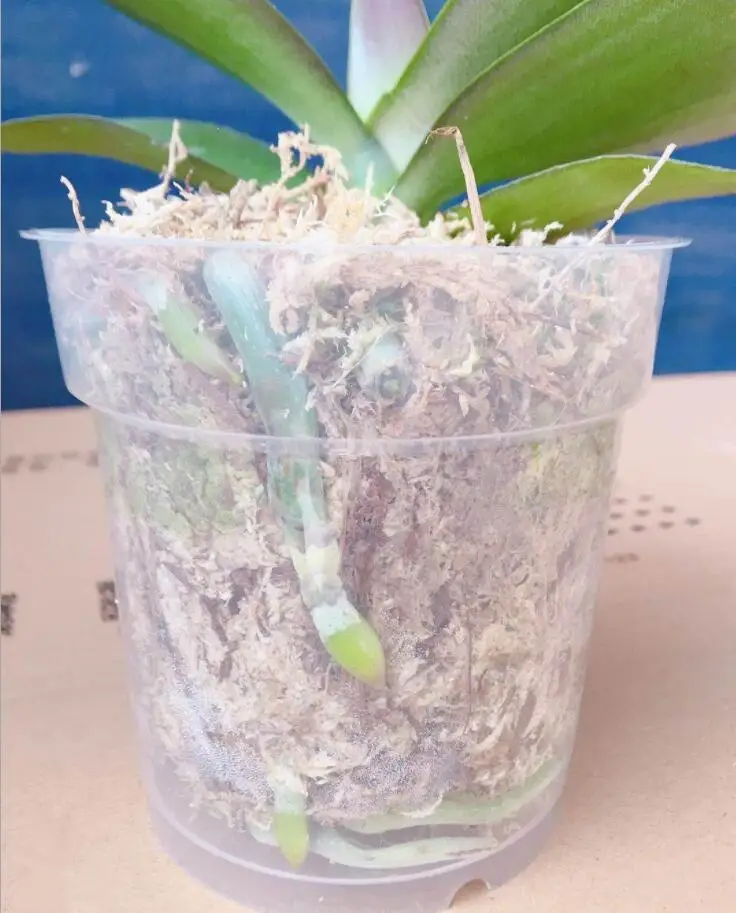 Vaso Trasparente Per Orchidea Phalaenopsis &ndash; Fioriera In Plastica 14x14x15 Cm