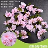 Rayas de flor de cerezo rosa claro