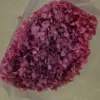 grape purple