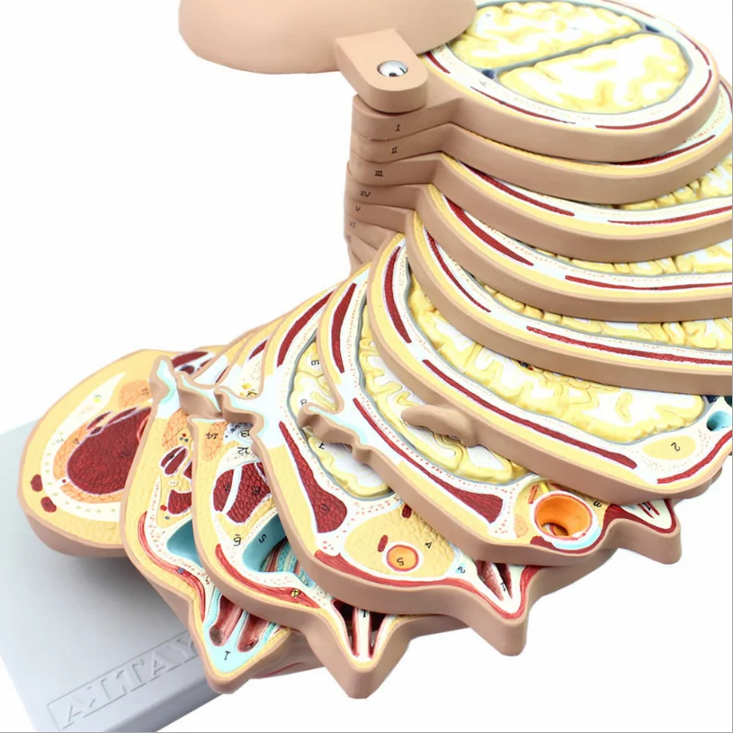 Medical Teaching Model Head Section Model  Horizontal Section 12 Pieces  Human Brain Model Head Anatomy