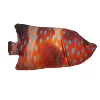 Miniatus grouper
