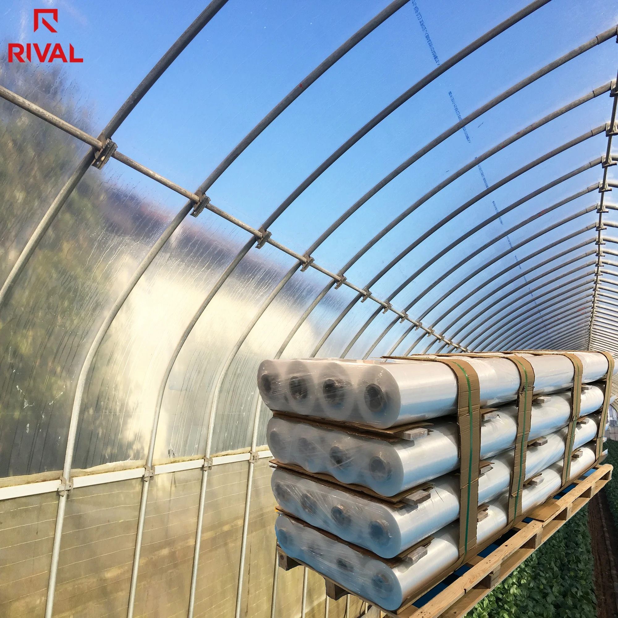 Rival Large Size 6Mil 150 Micron 200 Micron 250 Micron UV Blocking Diffusion Greenhouse Tunnel Poly Film 5 Years PE Plastic Shed