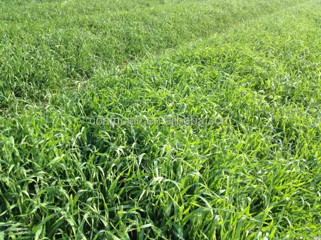 wheatgrass base.jpg