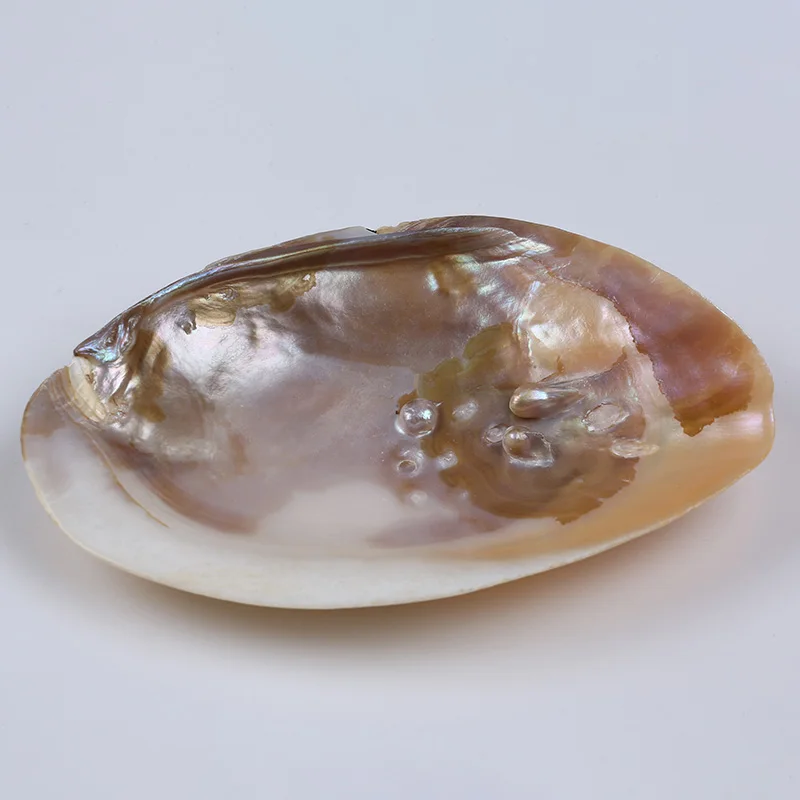 15 厘米天然淡水珍珠牡蛎贝壳贻贝制作工艺品 Buy 15 厘米的淡水珍珠贝壳 牡蛎壳 贻贝壳的diy饰品工艺品product On Alibaba Com 15 厘米天然淡水珍珠牡蛎贝壳贻贝制作工艺品 Buy 15 厘米的淡水珍珠贝壳 牡蛎壳 贻贝壳的diy饰品工艺品product On Alibaba Com