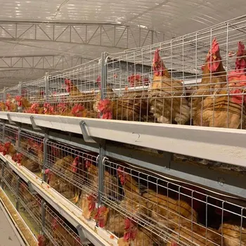 Chicken Coop 3 Tier H Type Battery cage Capacity 80 Chicken Birds Broiler Chicken Cage with Nipple Drinker for Nigeria