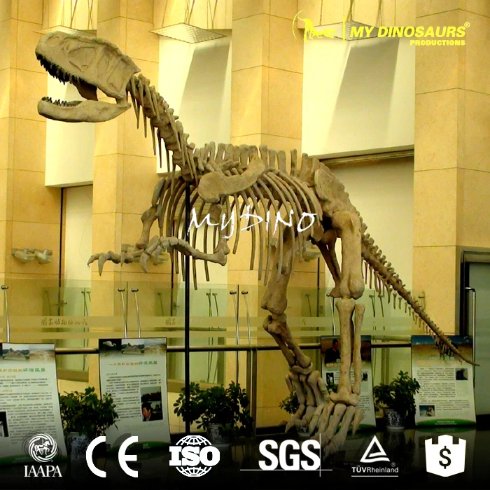 Z MY Dino SF60 プレシオサウルス骨格 小型恐竜化石| Alibaba.com