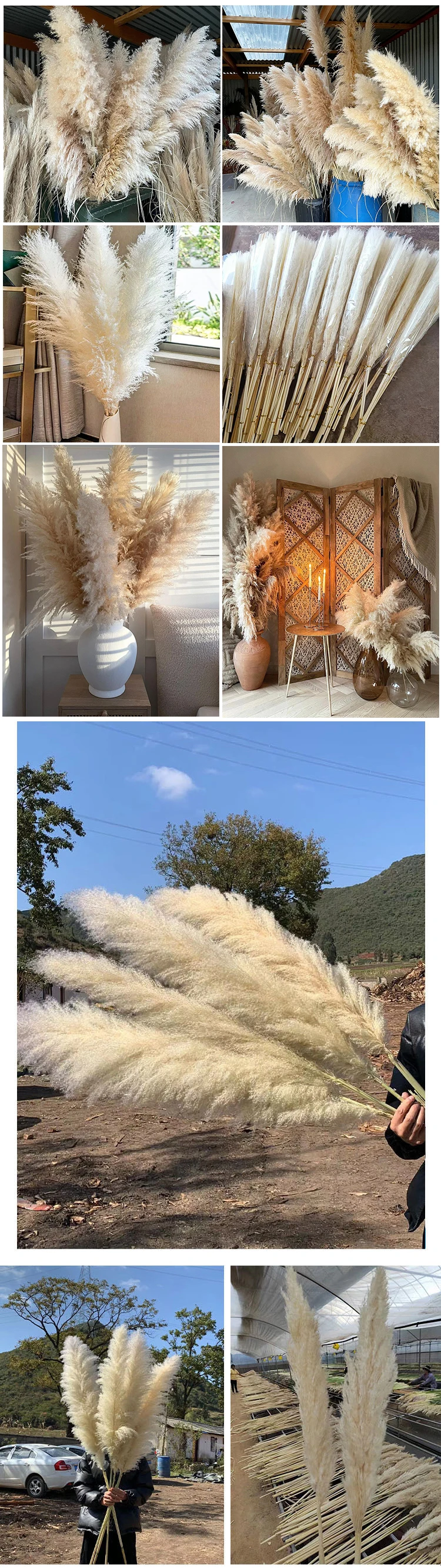 product hot sell large artificial silk natural dried pampas grass white dried long natural flower small fluffy pampas grass bouquet-59