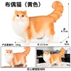 แมวแร็กดอลสีเหลือง 3626 สีสันสดใส