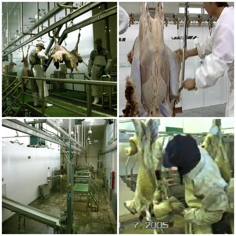 Complete halal sheep slaughterhouse equipment for mutton and goat processing