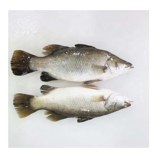 Chinese Seabass Good Quality Frozen Barramundi Fish 600 800g On Sales Buy Barramundi Seabass Frozen Barramundi Product On Alibaba Com