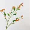 Arancione