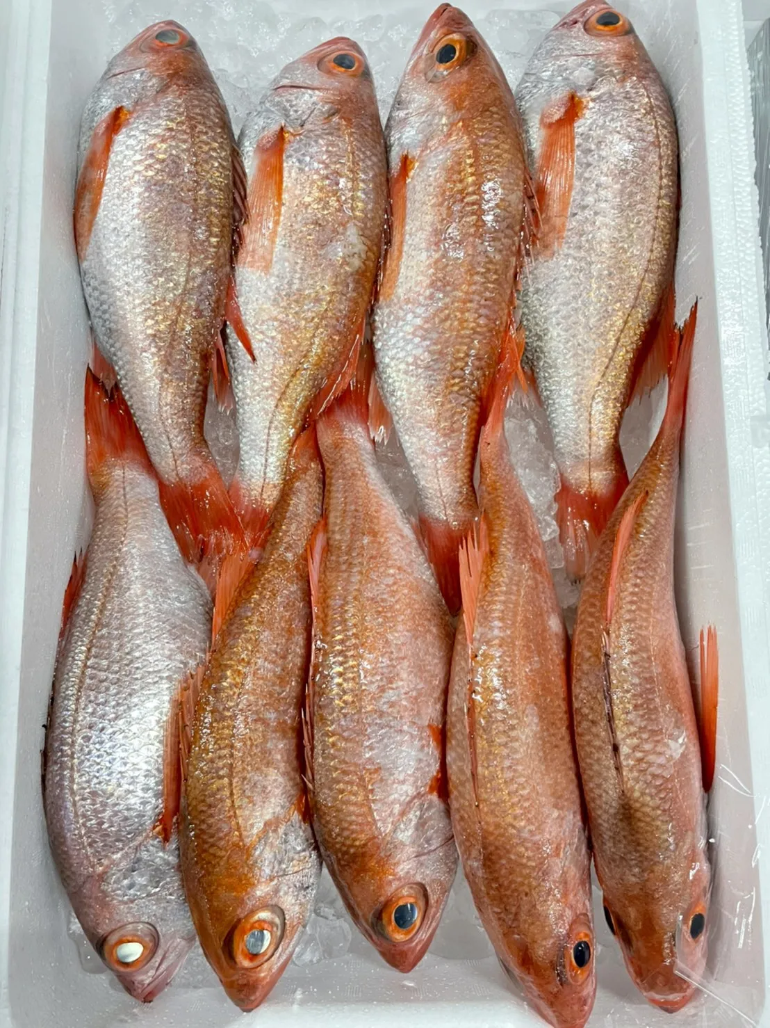 Famous Carefully Select Highest Quality Fat Fresh Fish Seafood Buy Fresh Seafood Fish Seafood Fresh Fish Seafood Product On Alibaba Com