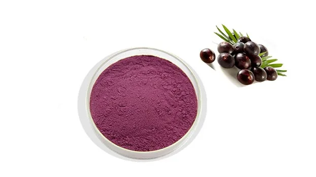 hot sale black elderberry fruit extract powder for natural