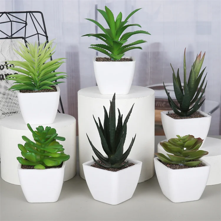 alocasia amazonica variegated Shop Variegated Alocasia Amazonica Polly Tissue Culture Plant main image 1
