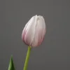 Pourpre