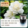 Gardenia