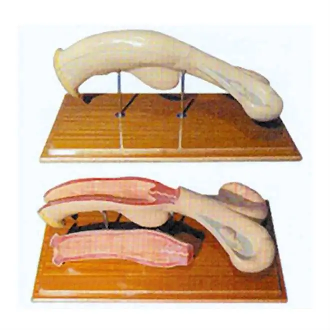 Anatomical Animals Model Medical School Class Display Teaching Model