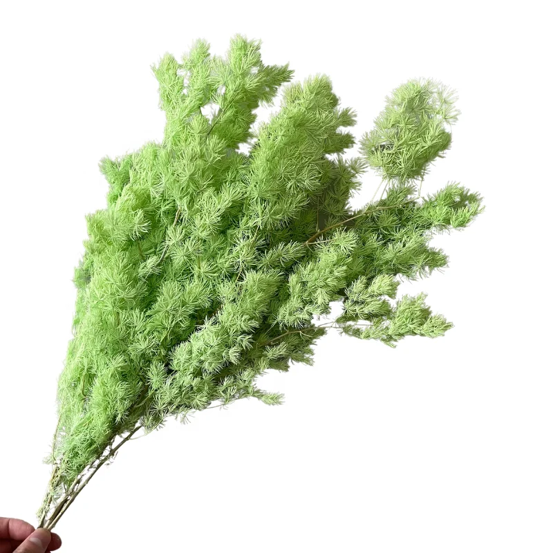 Konservierte Ewige Blume Ming-Farn Langlebige Dekorative Pflanzen Asparagus  Myriocladus Grohandel Ming| Alibaba.com
