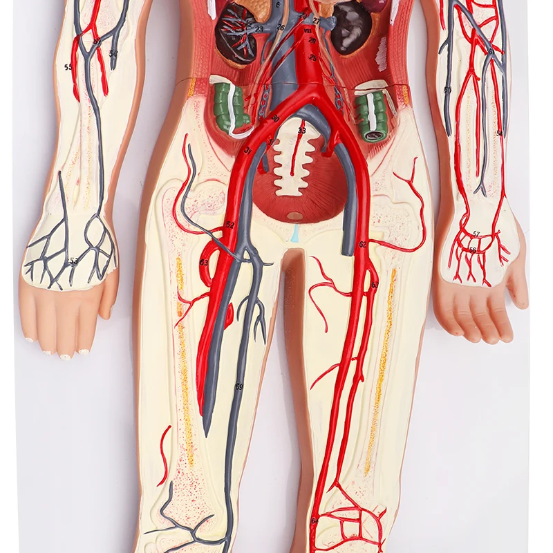 3D Simulator  Circulation Demonstration Anatomy Teaching Medical Human Blood Circulatory System Model