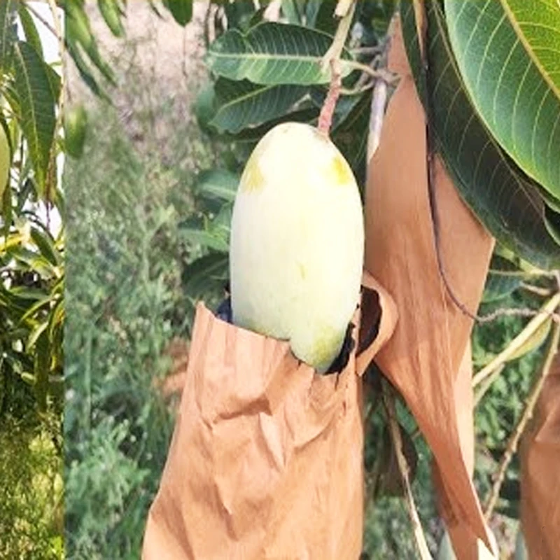 Eco Friendly Custom Print Waterproof Insectproof Grow Agricultural Fruit Bags Mango Covering Paper Bags for Fruit Protection Bag
