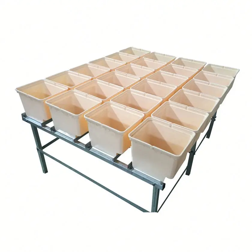 water eggplant Growing hydroponic eggplants with the Dutch bucket system