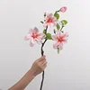 West lake magnolia pink lotus root-60 cm