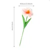 Orange-red tulip