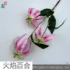 Flame Lily FZP Rosa