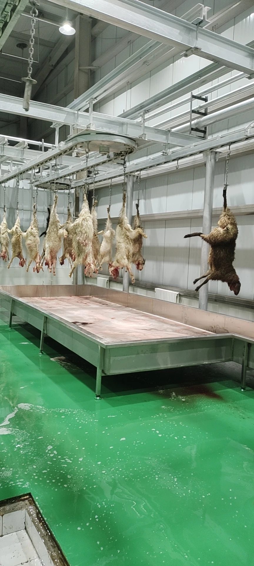 Modern goat slaughtering equipment for sheep and lamb processing and meat preparation