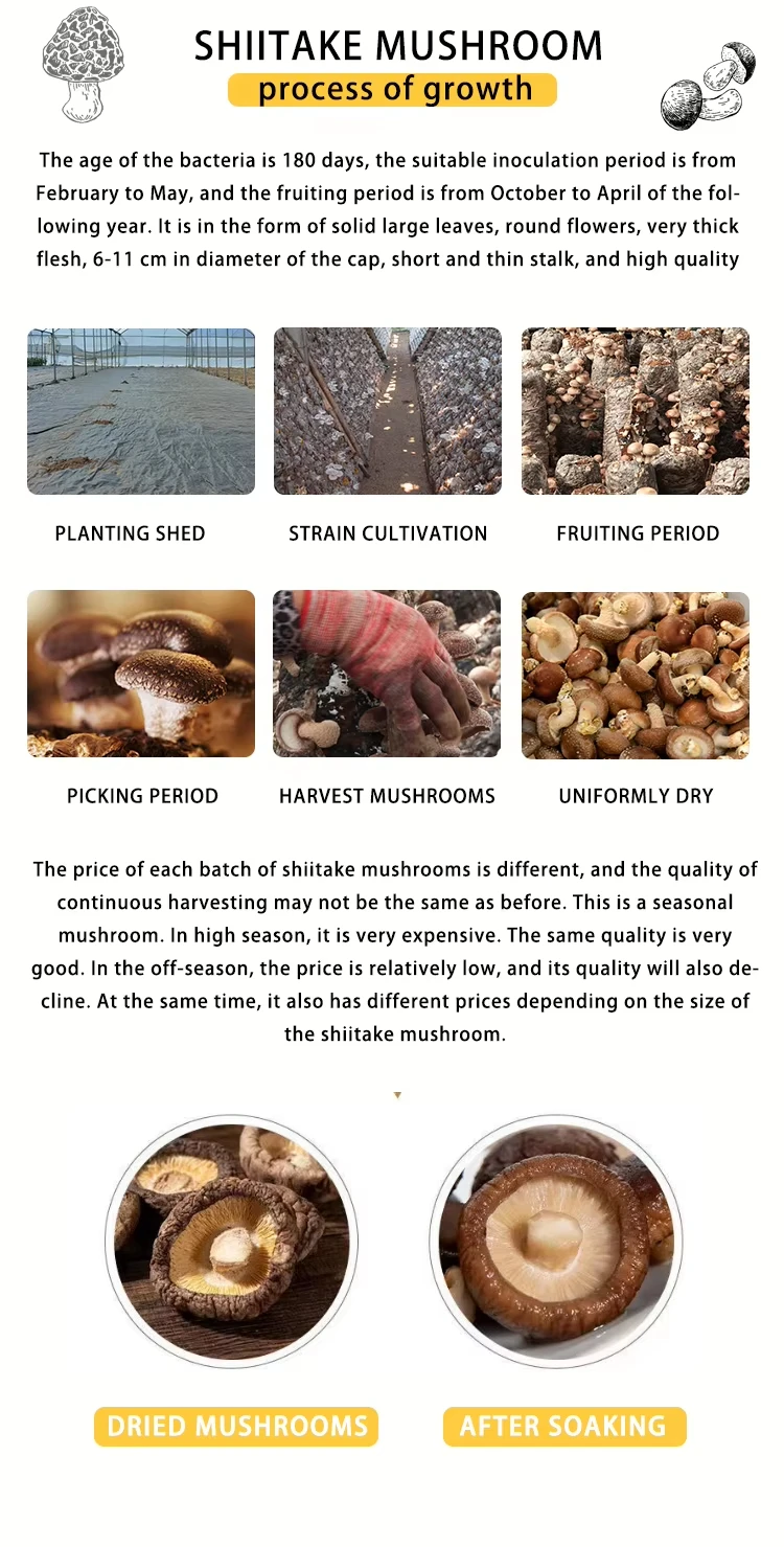 Vacuum Fried Shiitake Mushroom Chips for Wholesale | Bulk B2B Supply H7acb3dc4919a4076ab3a79edadadf561h