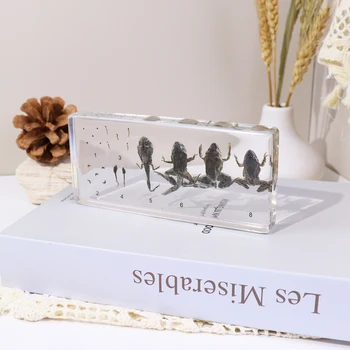 Hot Selling Transparent Acrylic Resin Real Animal Life Cycle Specimen Educational Toys for Kids Learning