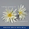 Chrysanthème "Griffe de Crabe" Petit Blanc Lait