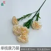 Single Carnation XC Champagne