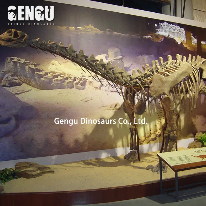 Artificial Dinosaur Skeleton Model Fiberglass Dinosaur Bones for Sale