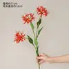 Lys araignée rouge