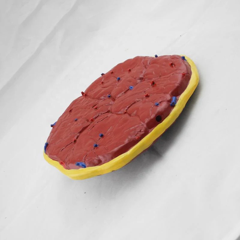 Anatomical Model Placenta and Umbilical Cord Infant Placenta Model with Umbilical Cord for Nursing Training