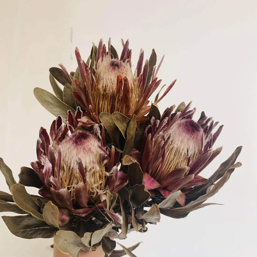 Лидер Продаж,Сушеный Цветок Protea King Protea,Букет Для Украшения Дома -  Buy Dried King Protea,Protea Flower,Dried Flower For Home Decoration  Product ...