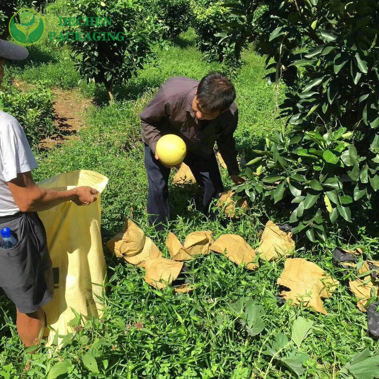 ¿¿ cuál es el propósito de empacar frutas?