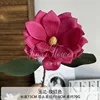 Magnolia Rose Red