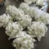 White-1