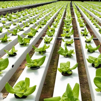 A frame NFT Growing Lettuce Channels hydroponic systems