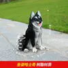 Husky seduto