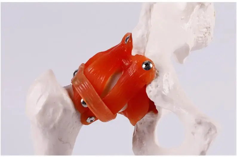 Medical Scientific Model of Human Hip Joint and Femoral Skeleton Teaching Aid