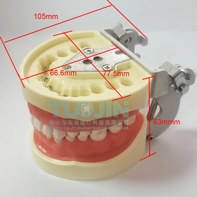 その他 NISSIN DENTAL MODEL Standard Teeth Model (nissin) /Dental Model - Teeth Model