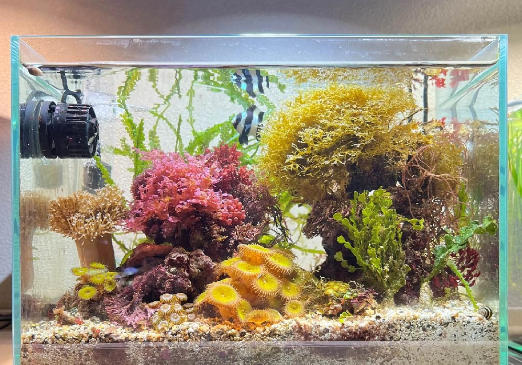 SUSANOO 10W LEDライト SUSANOO 10W LED Aquarium Lights - High Quality & Waterproof