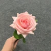 ชมพูนู้ด